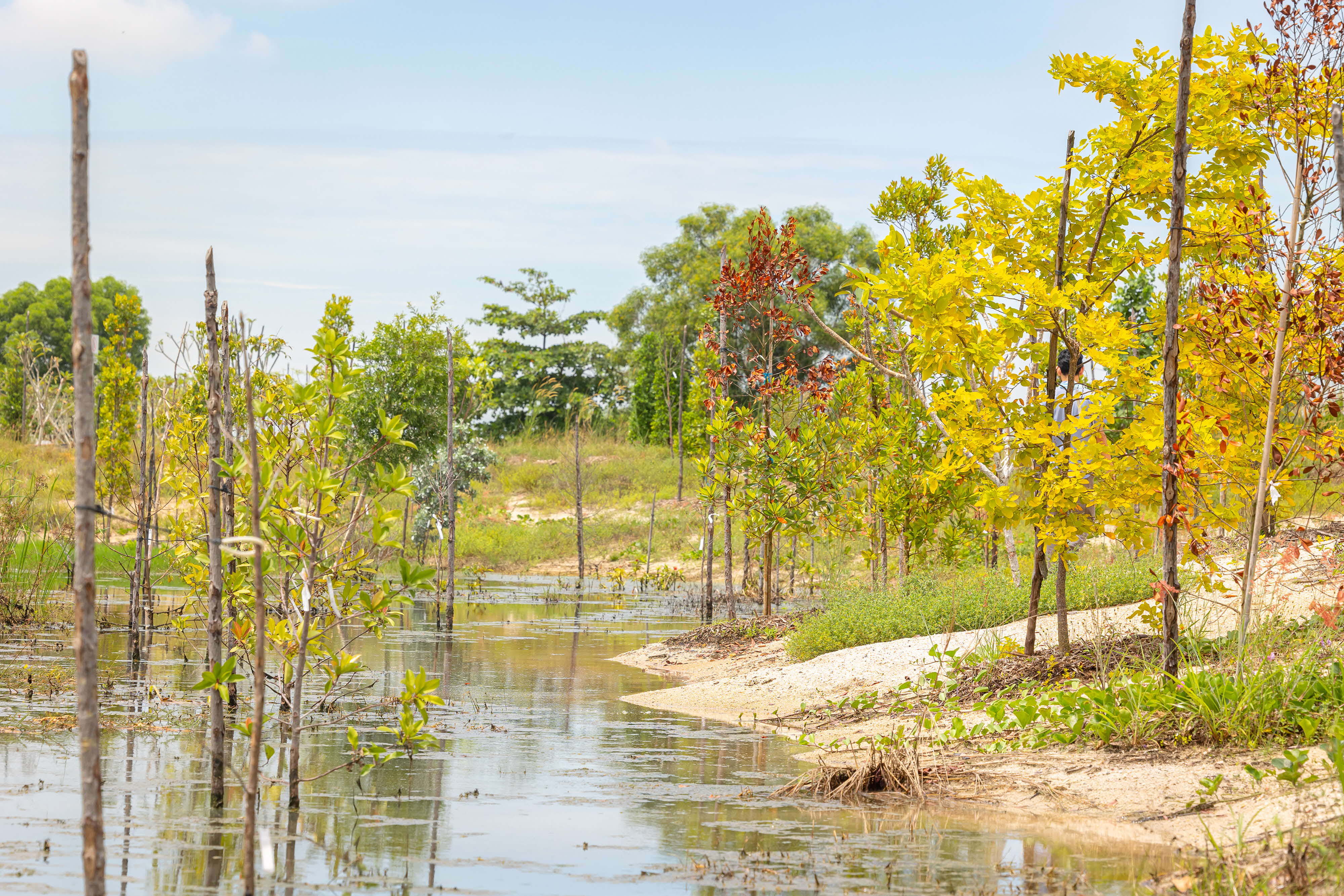 Jurong Island Pond Shots